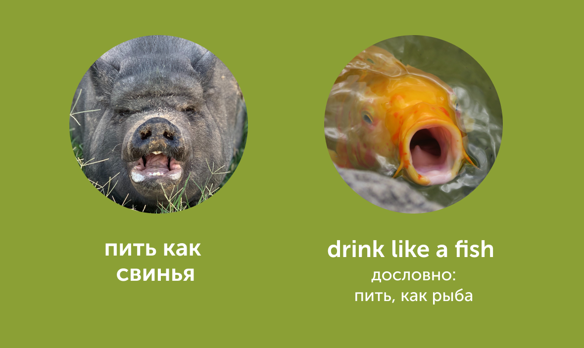 «Пьяный как свинья» и «довольный как слон»: как сказать это по-английски