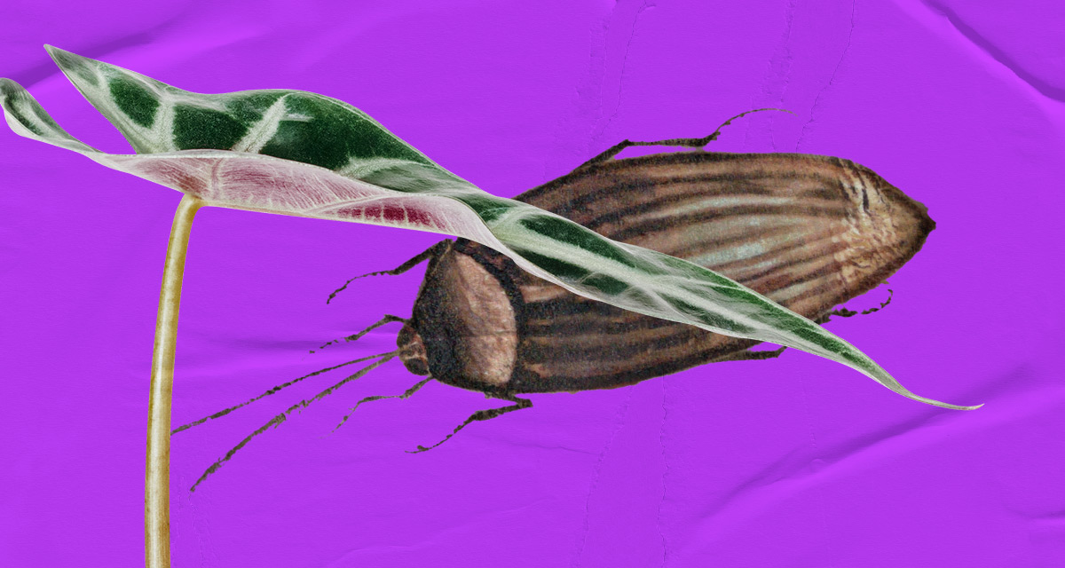 «Летающее масло» и «драконья муха»: 8 очень странных названий насекомых в английском